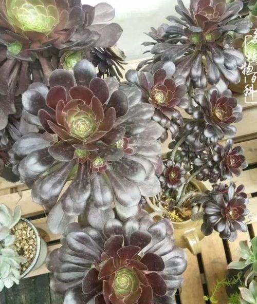 黑料吃瓜多肉小野猫